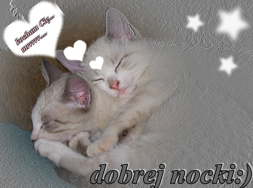 Dwa kotki pozdrawiają na dobranoc
